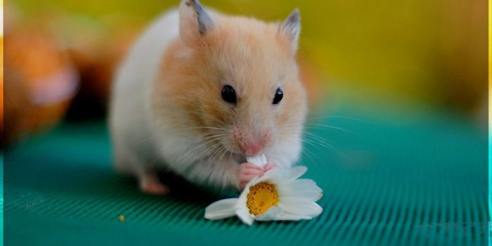 1920x1200 Adorable Golden Hamster
