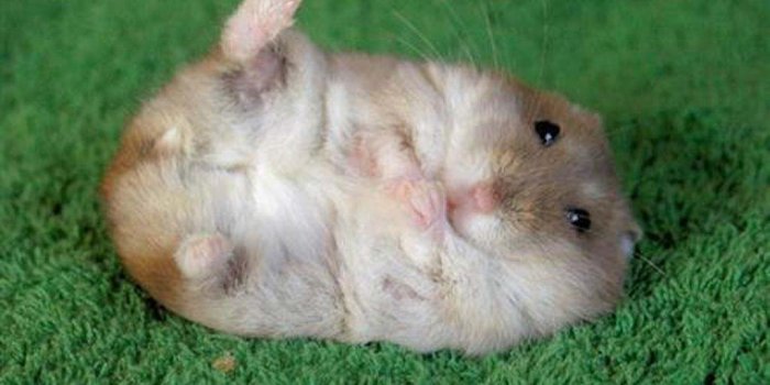 1024x768 Funny Hamster Wallpapers