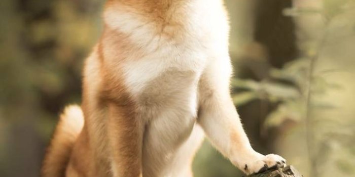 720x1280 Doge Wallpaper Wallpaper by ButterShibe - 9e - Free on ZEDGE™