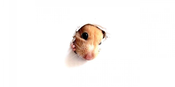 1920x1200 Firefighter Performs Life-Saving CPR on a… Hamster – Kindness Blog