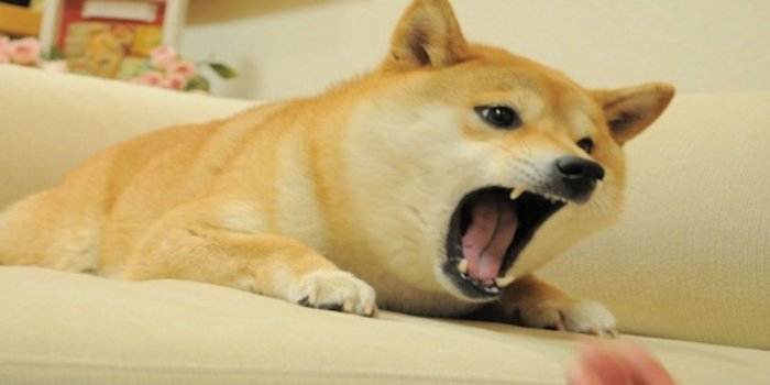 1280x768 bite Doge Wallpaper 1280x768 53253 - Cute Doggo
