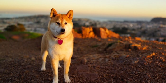 1920x1080 Shibe on Beach - Doge Wallpaper (1920x1080) (72386)