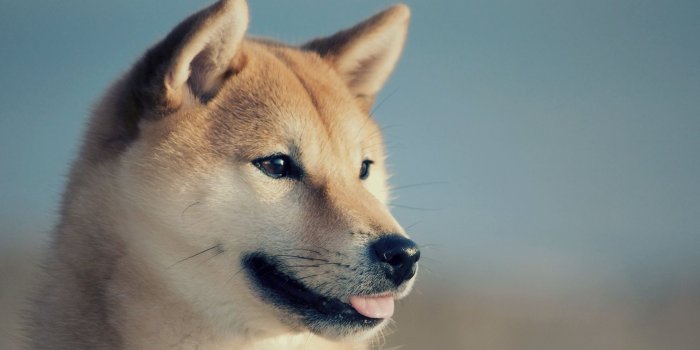 1920x1080 S.T. Galleries 1920x1080) Doge Wallpaper 1920x1080