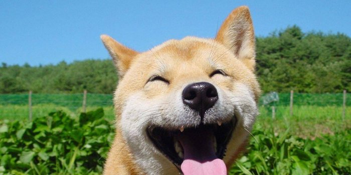 1920x1080 Doge Shib HD Wallpaper, Background Images