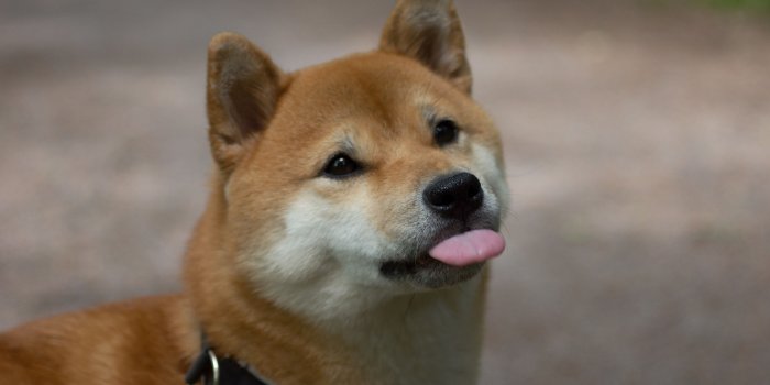 4272x2848 Doge Sticking Out Tongue wallpaper 2018 in Dogs
