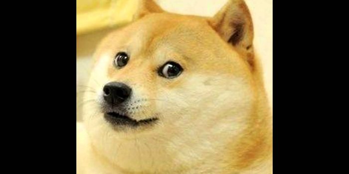 1920x1080 Doge Wallpaper HD 1920x1080 (63.53 KB)