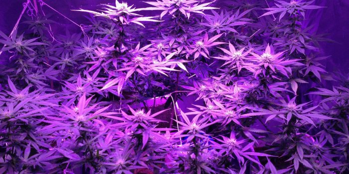 2048x1152 Purple Kush Wallpapers Smoke