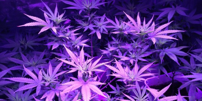 1024x768 49+] Purple Kush Wallpaper on WallpaperSafari