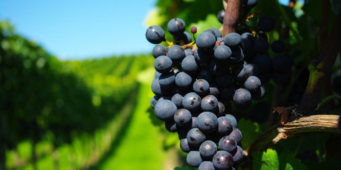 4672x3104 Wallpapers Grapes