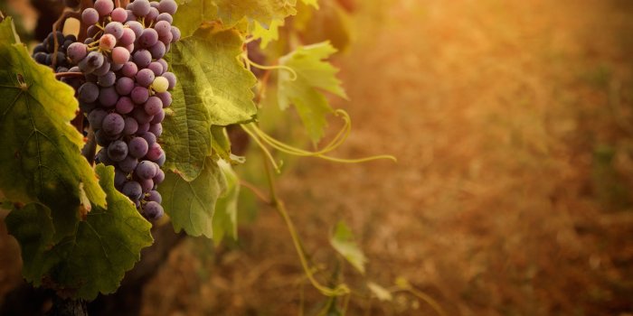 6260x4165 Wine Grapes - wallpaper. | Wine Grapes in 2019 | Grape wallpaper