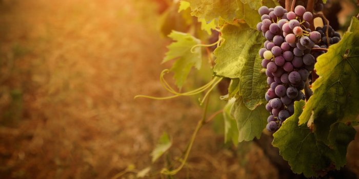 2880x1800 Grape wallpaper | 2880x1800 | #78601