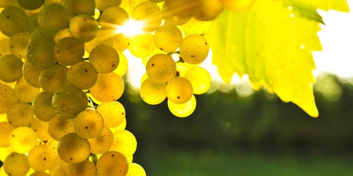 2560x1600 Wallpapers Grapes