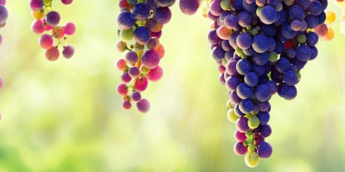 950x1689 Grapes | Food and Drink Wallpapers | 8k wallpaper, 4k wallpaper