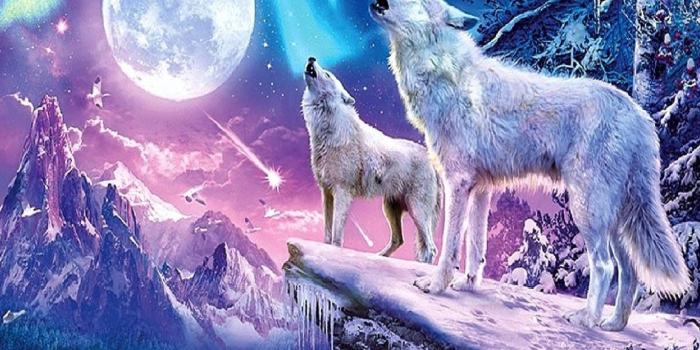 1430x1280 Download wolves------------- Wallpaper by _____X - b6 - Free on