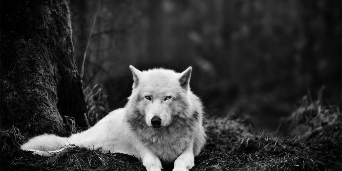 2000x1333 Wolves Wallpaper 2018 Pictures HD Images Free for Android - APK Download