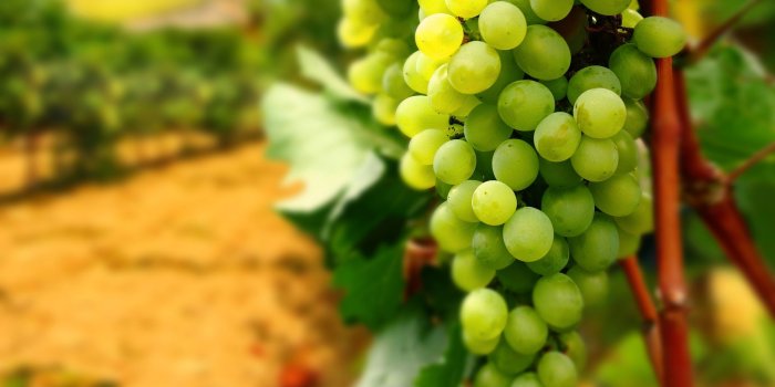 2560x1600 55+ Green Grape Wallpapers - Download at WallpaperBro