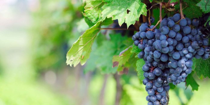 2880x1800 Wallpaper Grapes (63+ images)