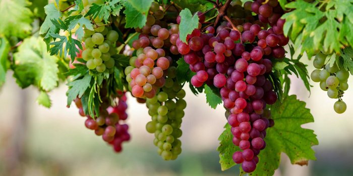 1920x1200 35+ Grapes HD Wallpapers - Download at WallpaperBro
