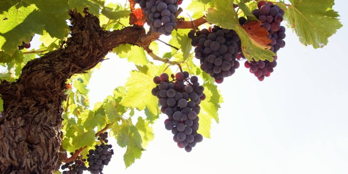 2560x1600 Wallpapers Grapes