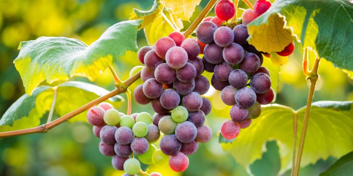 2880x1800 Grape Wallpapers Desktop 2880x1800 | WallpapersExpert.com