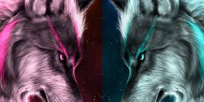 720x1280 Two Wolves Wallpaper by thehatter2 - 7b - Free on ZEDGE™