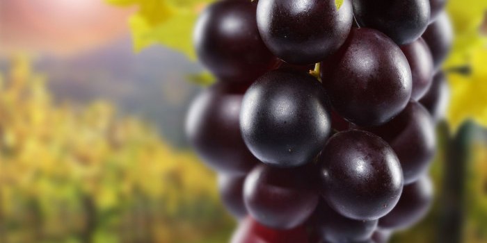 1400x1400 Purple Grapes HD Wallpaper, Background Images
