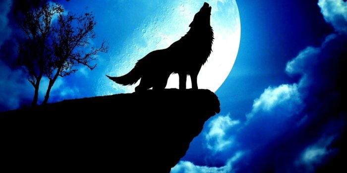 1440x970 Moon Wolves Abstract Wallpaper | erasedblog