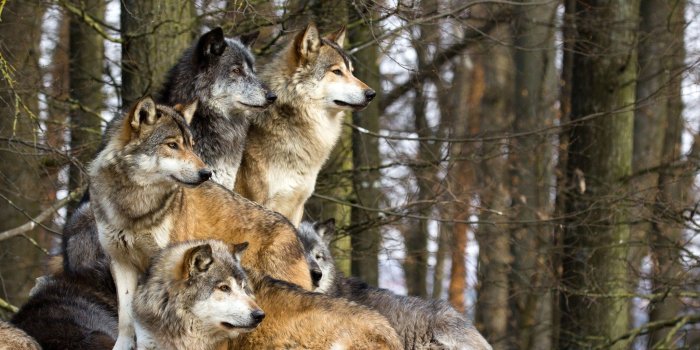 2048x1365 991 Wolf HD Wallpapers | Background Images