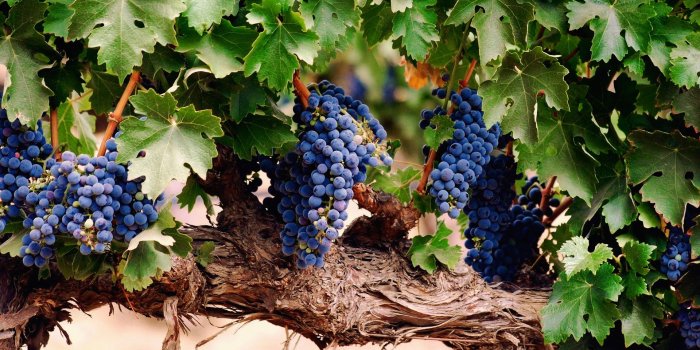 1920x1200 Grapes Wallpaper #6797072