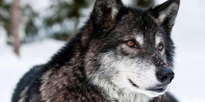 1920x1080 Wolf Wallpapers 1920x1080