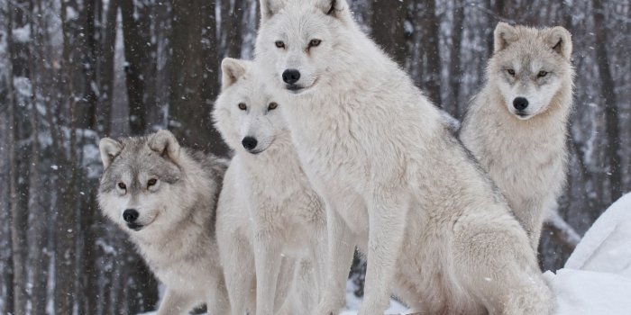 2560x1440 White Wolves Pack ❤ 4K HD Desktop Wallpaper for 4K Ultra HD TV