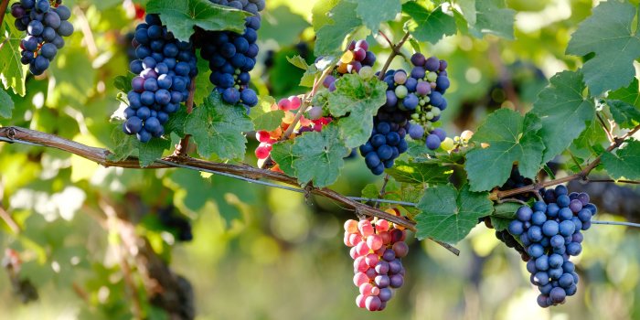 5774x3849 Purple and red grapes HD wallpaper | Wallpaper Flare