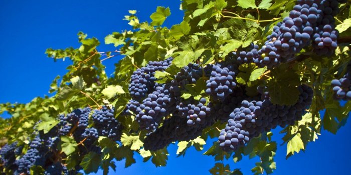 1600x1055 Annette Terpstra on Desktop Backgrounds | Grape tree, Grape