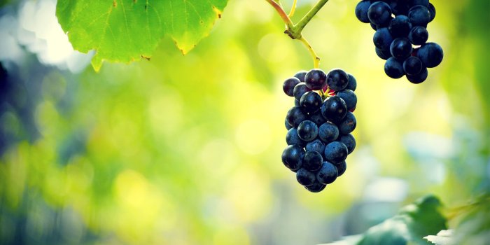 2560x1600 Grape Wallpapers 1.74 Mb | WallpapersExpert.com