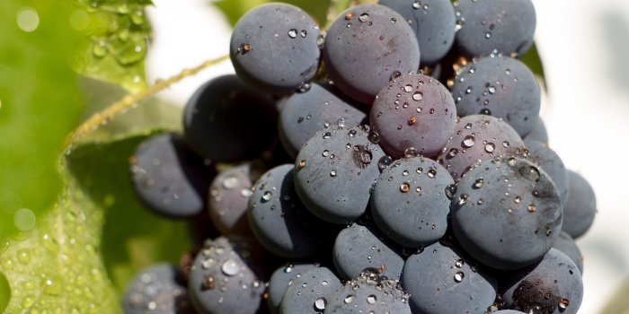 2880x1800 Fresh black grape wallpaper - Photography wallpapers - #48528