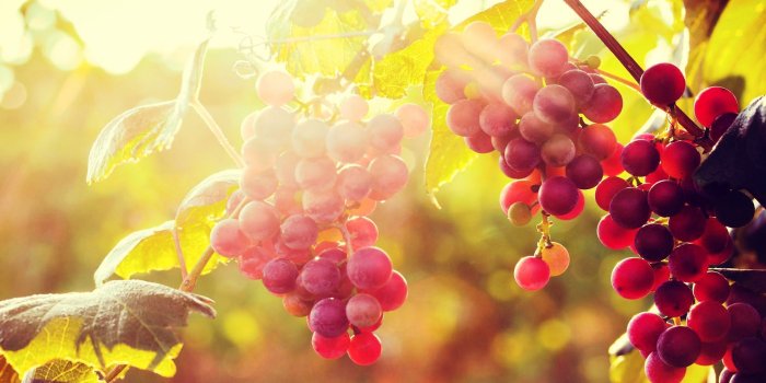 1920x1080 Sun With Grapes Wallpaper Android Wallpaper | WallpaperLepi | Wine