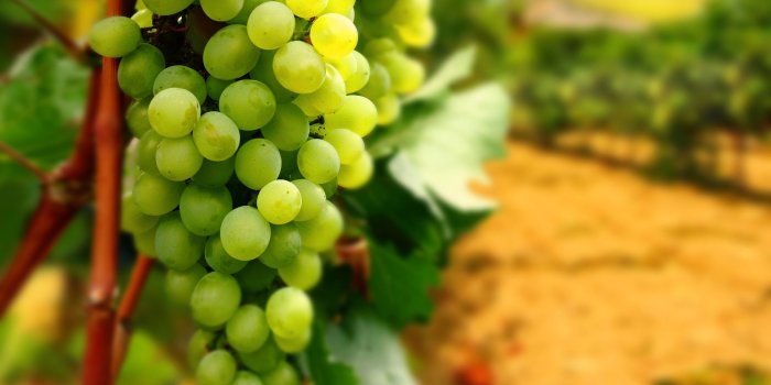 2560x1600 Grape Wallpapers High Resolution #W795P87 | WallpapersExpert.com