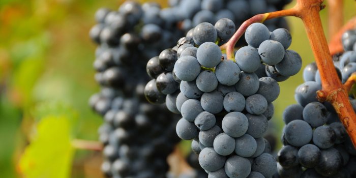 2048x1360 221 Grapes HD Wallpapers | Background Images