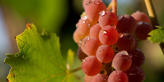 2880x1800 Water drops on a red grape wallpaper - Photography wallpapers - #48672