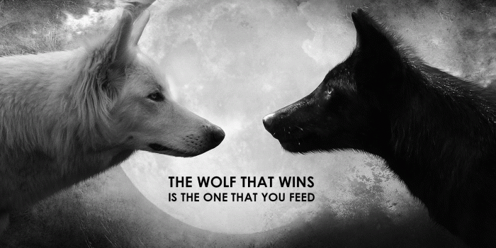1600x900 1600x900] Two Wolves : wallpapers
