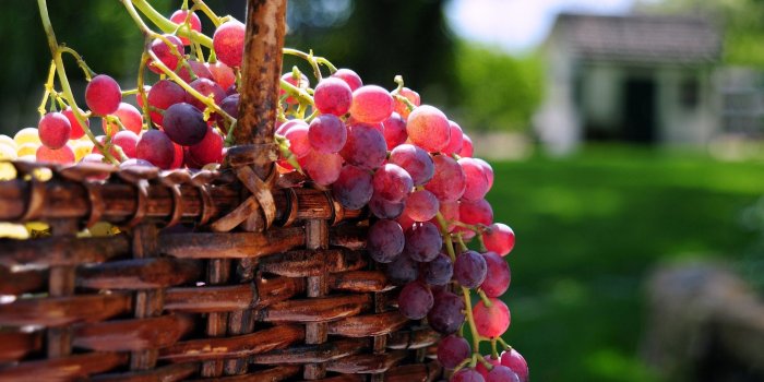 2560x1600 Delicious fruit red grape wallpaper Gallery