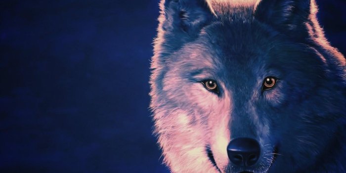 1366x768 Wolves Wallpaper 2018 Pictures HD Images Free for Android - APK Download