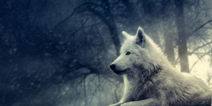 1920x1080 Wolf Wallpapers Free