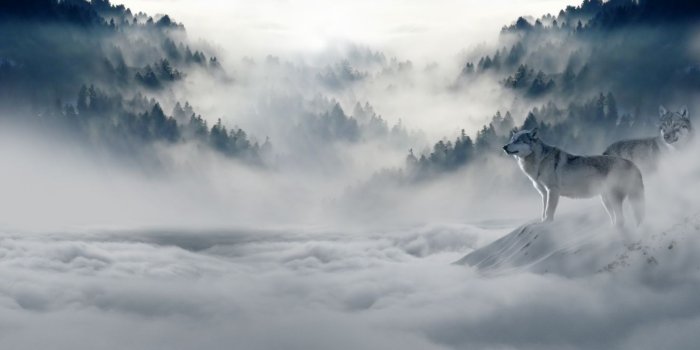 1328x700 Fog foggy hazy mist misty mountain murky nature snow snow wolves