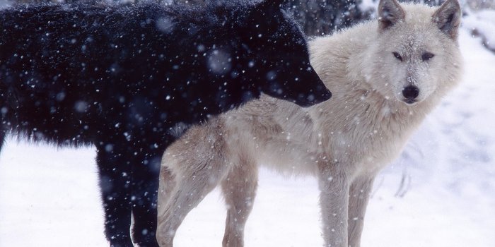 1920x1080 Wolves wallpaper - Animal wallpapers - #31641