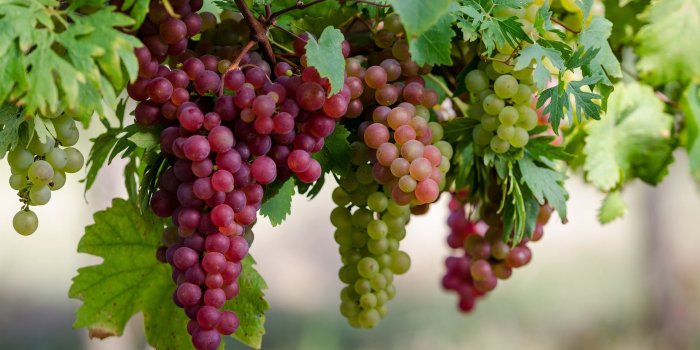 2560x1600 Free download Grapes wallpaper 1347606 [2560x1600] for your Desktop