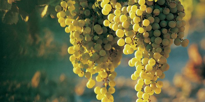 1600x1200 Wallpapers Grapes