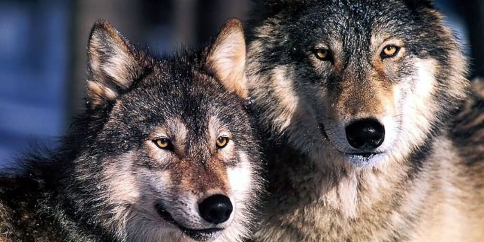 1024x768 Wolves Wallpaper #6824892