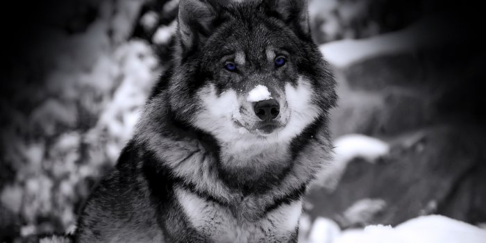 1920x1440 Mysterious wolf Wallpaper Wolves Animals Wallpapers in jpg format