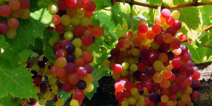 1024x768 Wallpapers Grapes